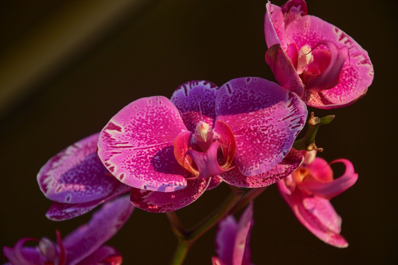 Nikon D3300 sample photo. Orchid, nice, flower photography