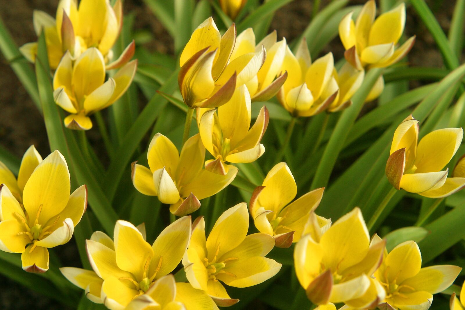Canon EOS D60 sample photo. Flowers, meadow, yellow photography