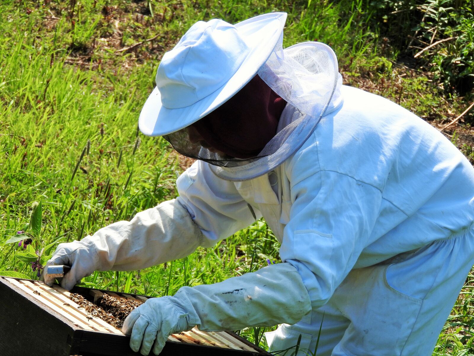 Nikon Coolpix P610 sample photo. Beekeeper, apiarist, beehive photography
