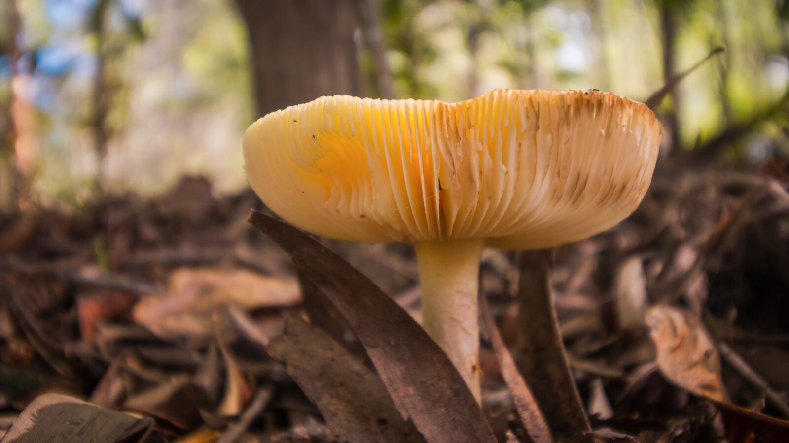 Canon EOS 70D sample photo. Mushroom, fungi, forest photography