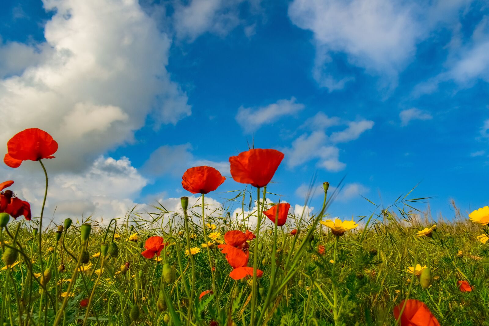 Nikon D3300 sample photo. Spring, field, nature photography