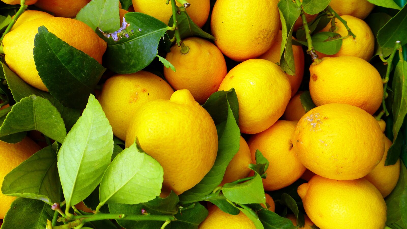 Panasonic Lumix DMC-ZS25 (Lumix DMC-TZ35) sample photo. Fruit, leaf, food photography