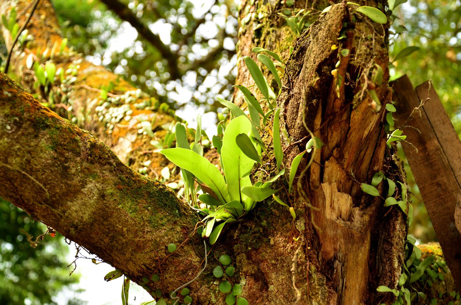 Nikon D7000 sample photo. Birds nest, parasite, creeper photography
