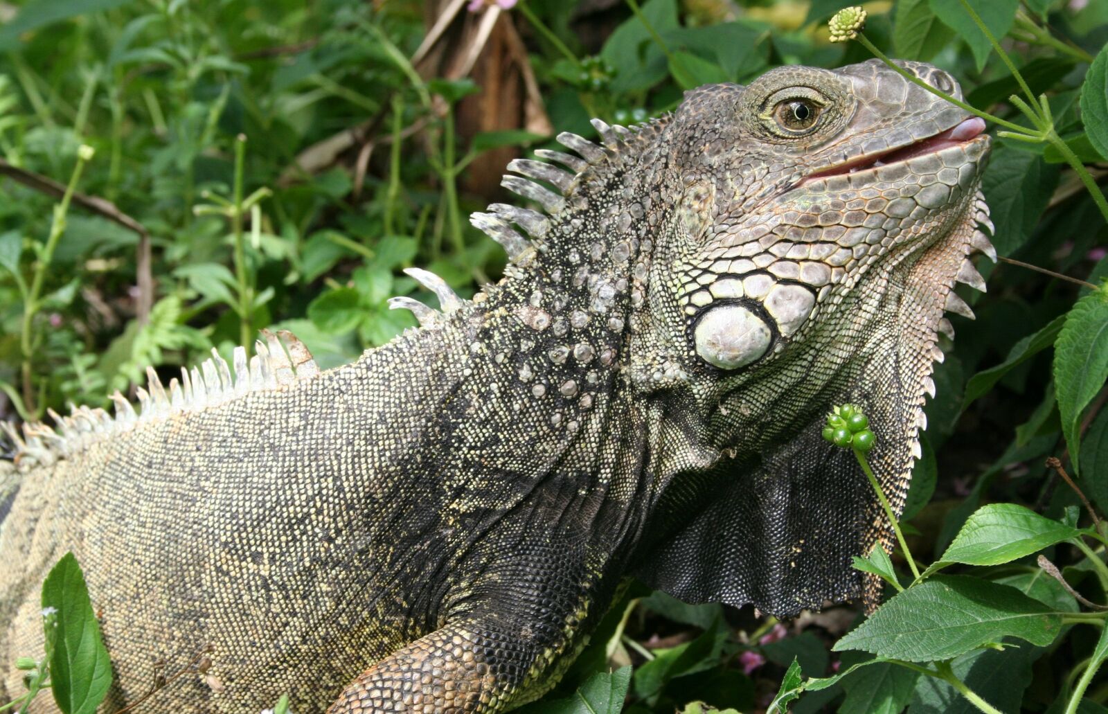 Canon EOS 350D (EOS Digital Rebel XT / EOS Kiss Digital N) sample photo. Iguana, lizard, animal photography