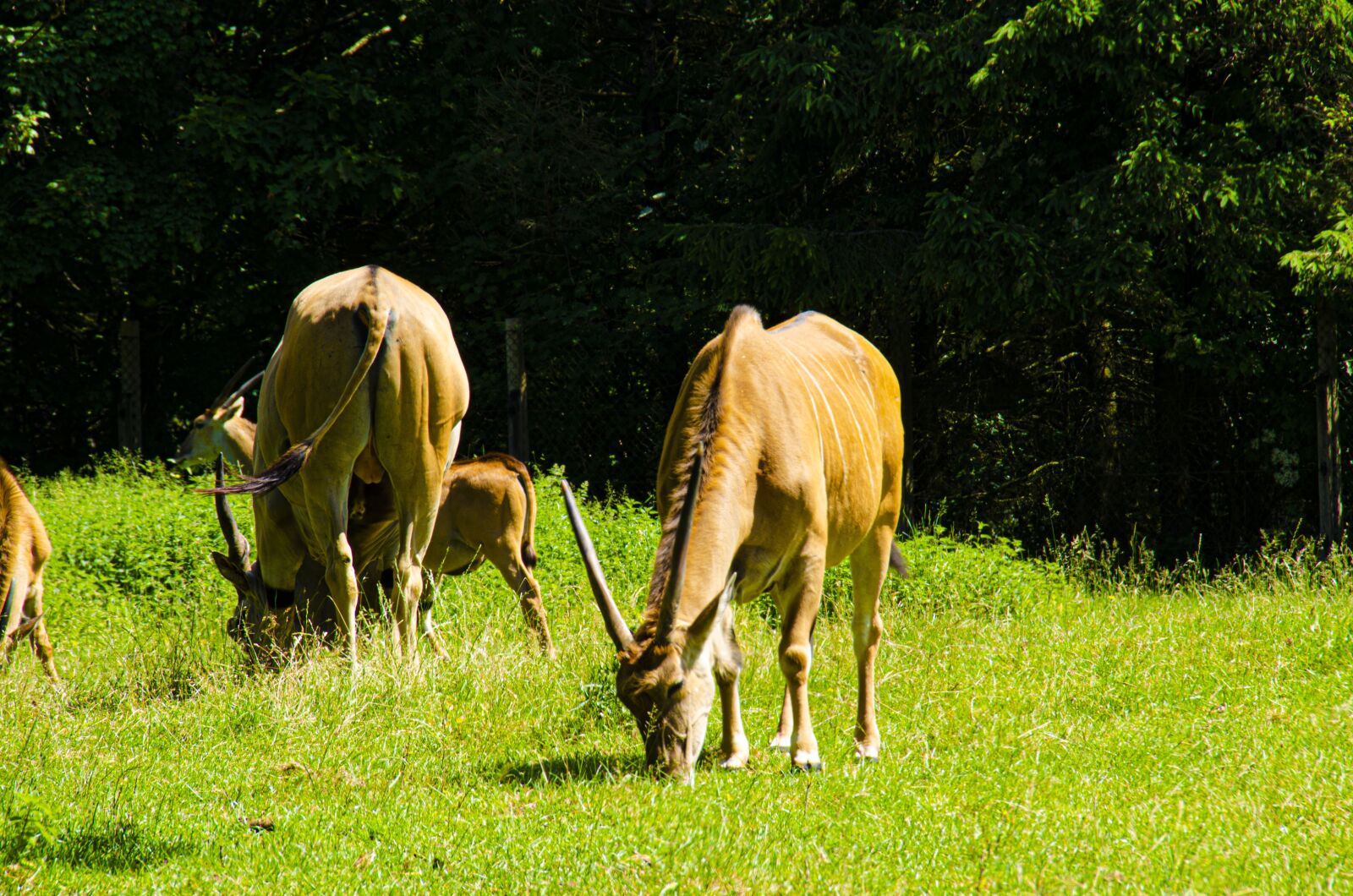 Nikon D5100 sample photo. Animal, animals, nature photography