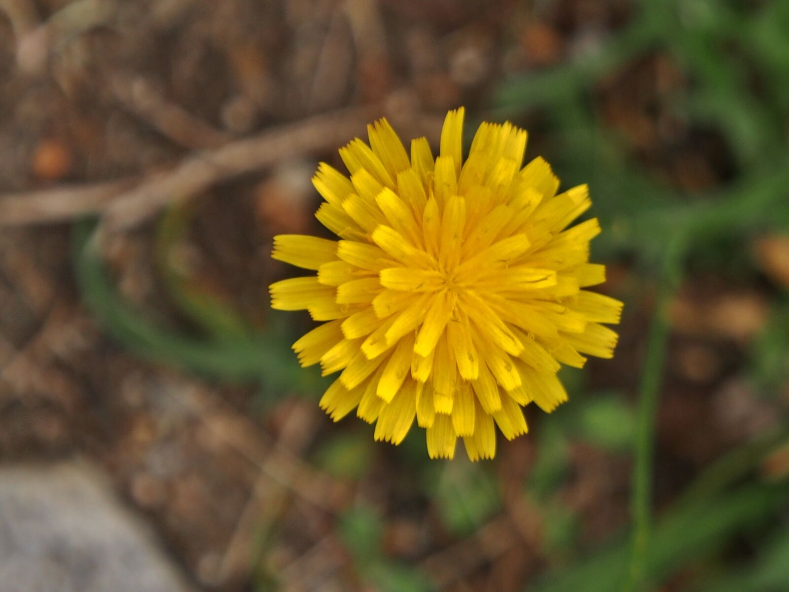 Olympus OM-D E-M5 sample photo. Nature, plant, flower photography