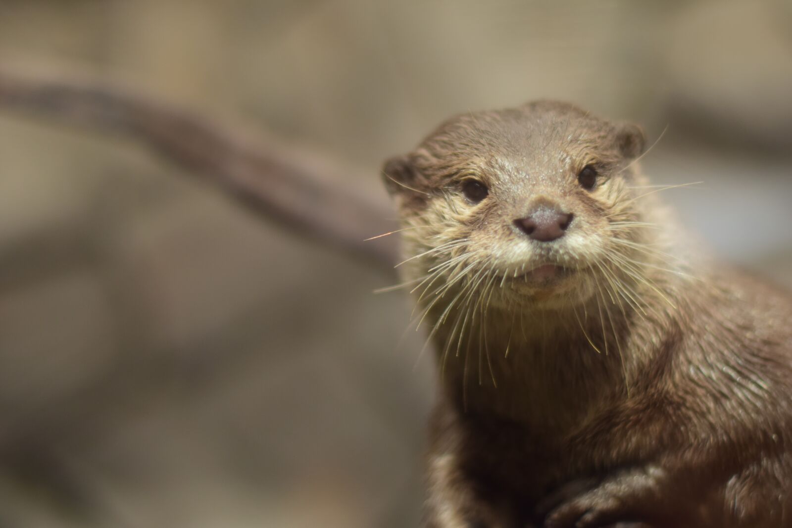 Nikon D5300 sample photo. The tree otter, otter photography