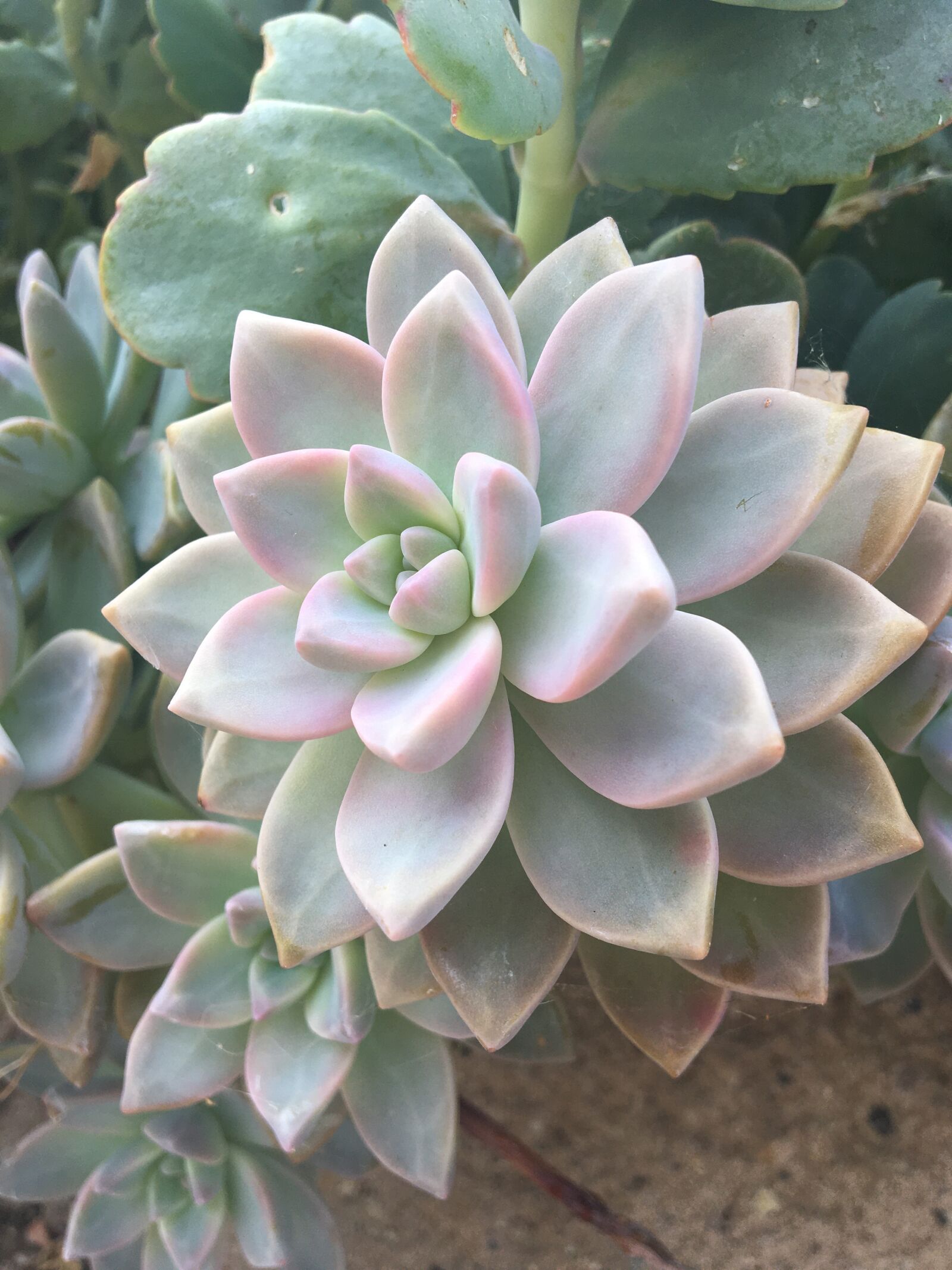 Apple iPhone 6s sample photo. Succulent, nature, plant photography
