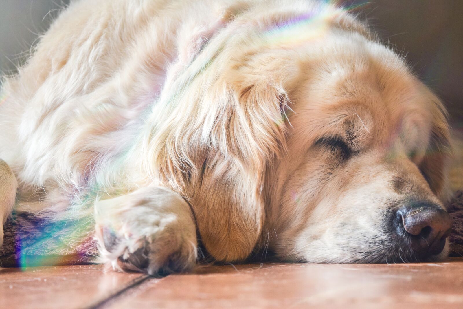 Nikon D3300 sample photo. Dog, puppy, golden photography