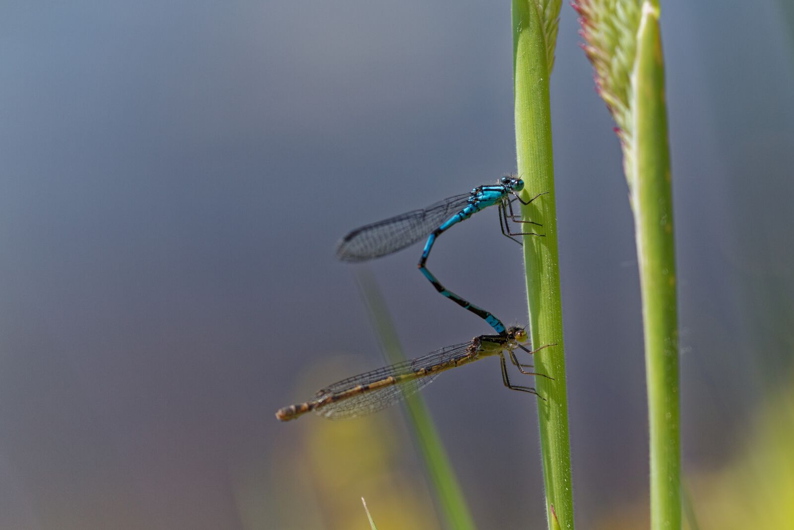 Canon EOS 5D Mark II sample photo. Dragonfly, mating, closeup photography