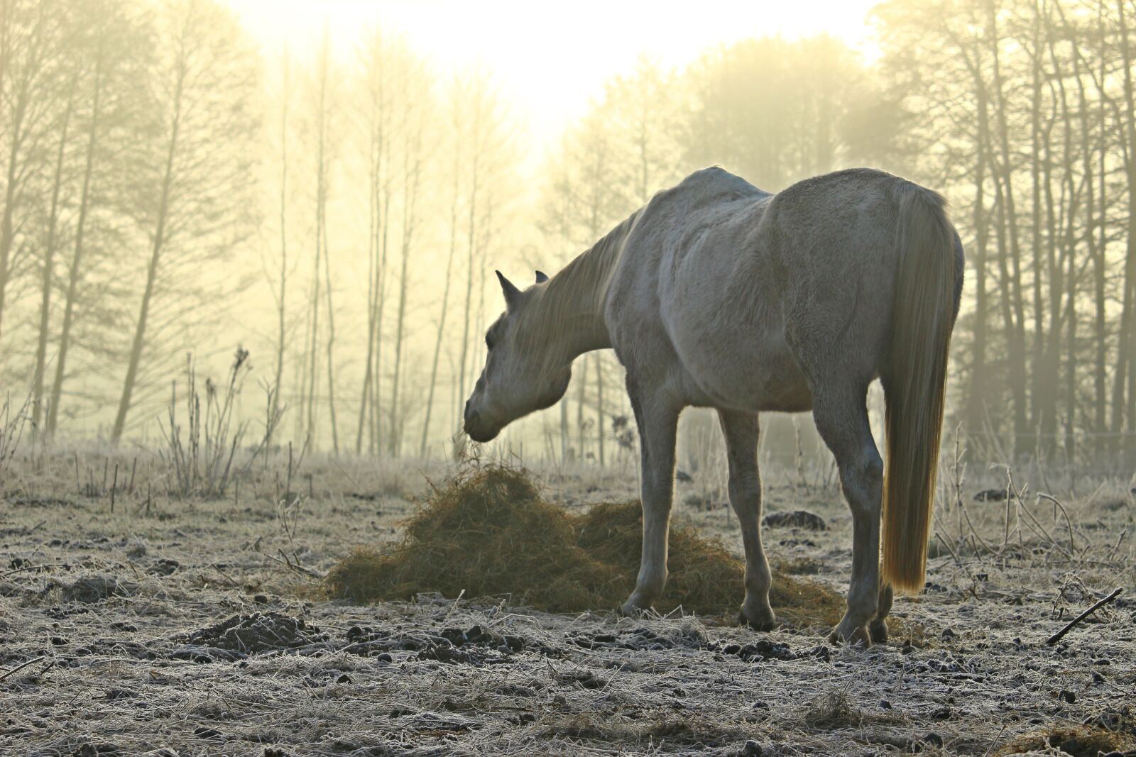 Canon EOS 100D (EOS Rebel SL1 / EOS Kiss X7) sample photo. Fog, horse, mold photography