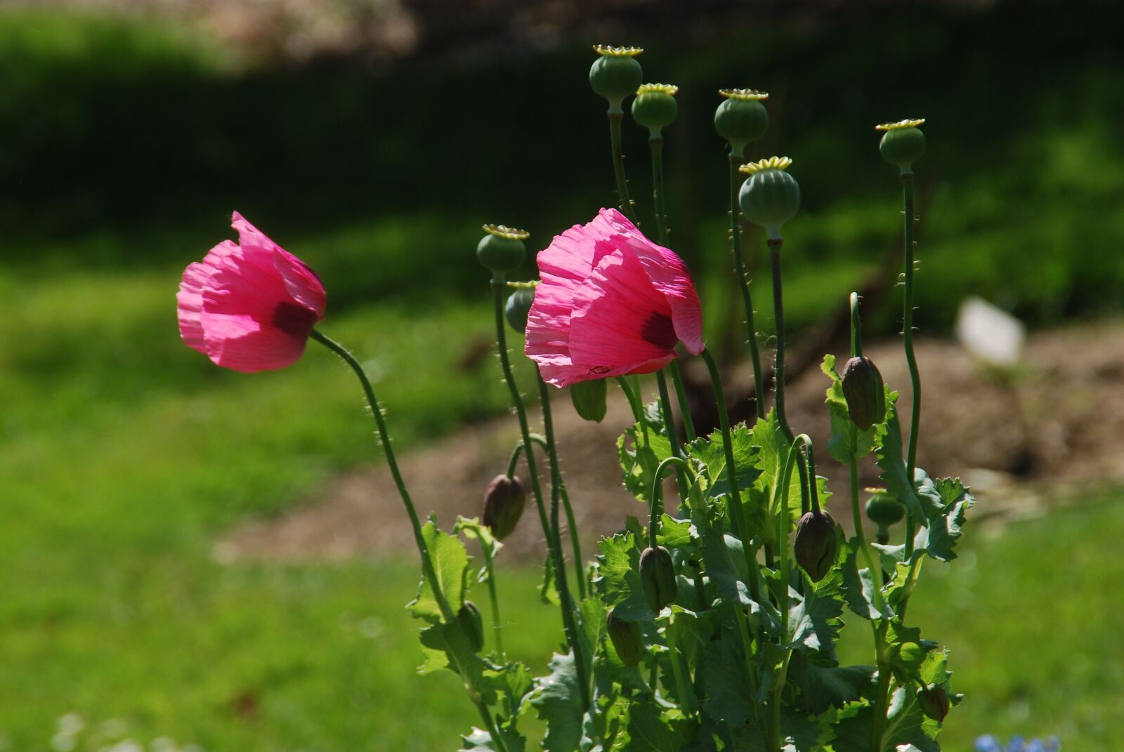 Nikon D80 sample photo. Poppy, pink, summer photography