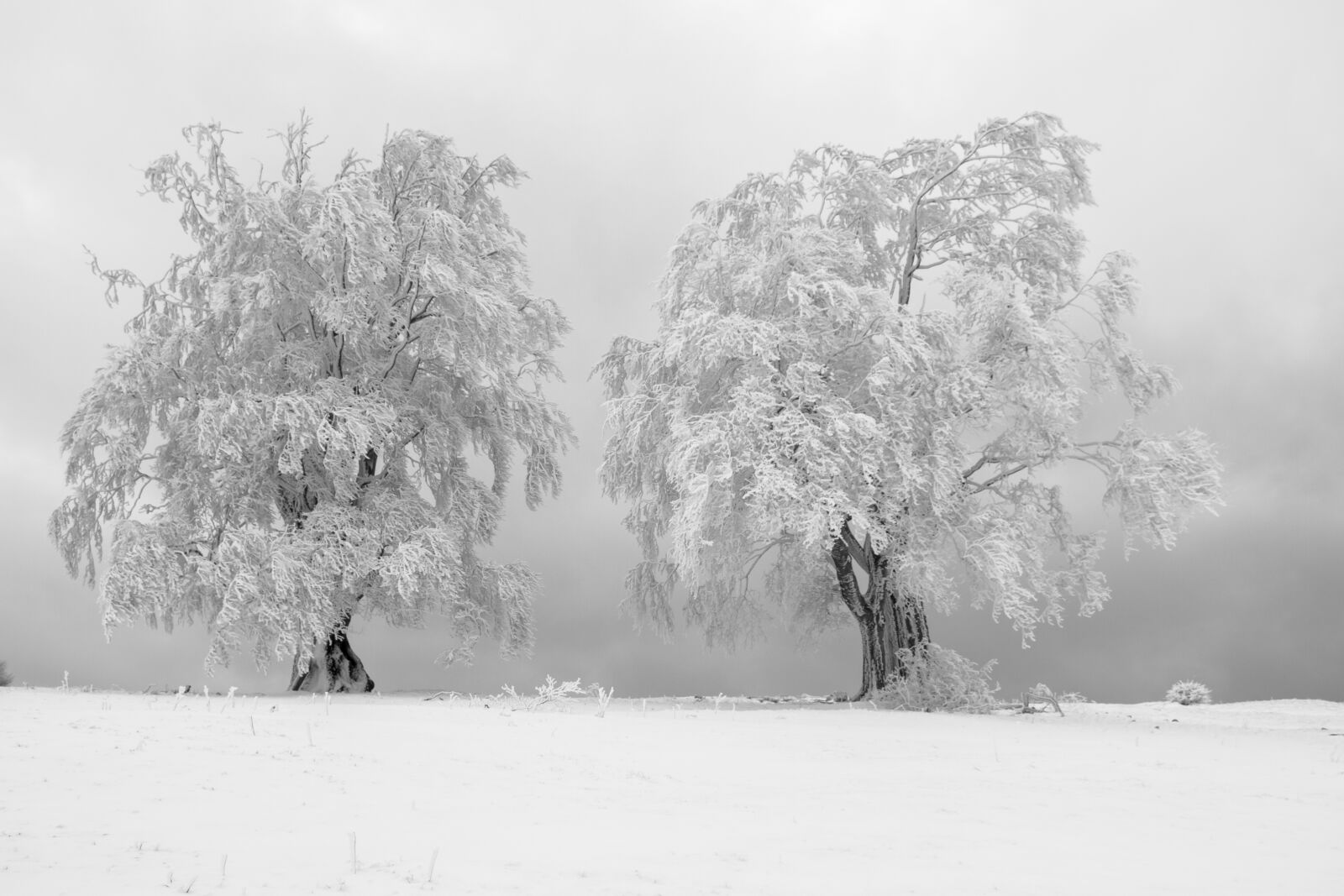 Canon EOS 7D sample photo. Hoarfrost, tree, fog photography