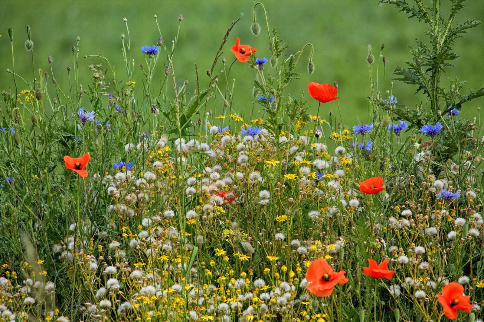 Canon EF-S 55-250mm F4-5.6 IS STM sample photo. Spring meadow, poppies, cornflowers photography