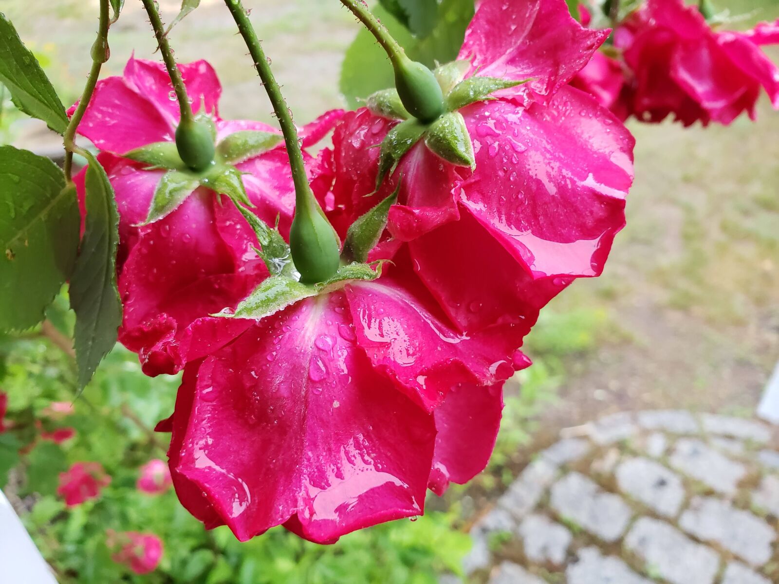 Samsung Galaxy S9 sample photo. Roses, pink, red photography
