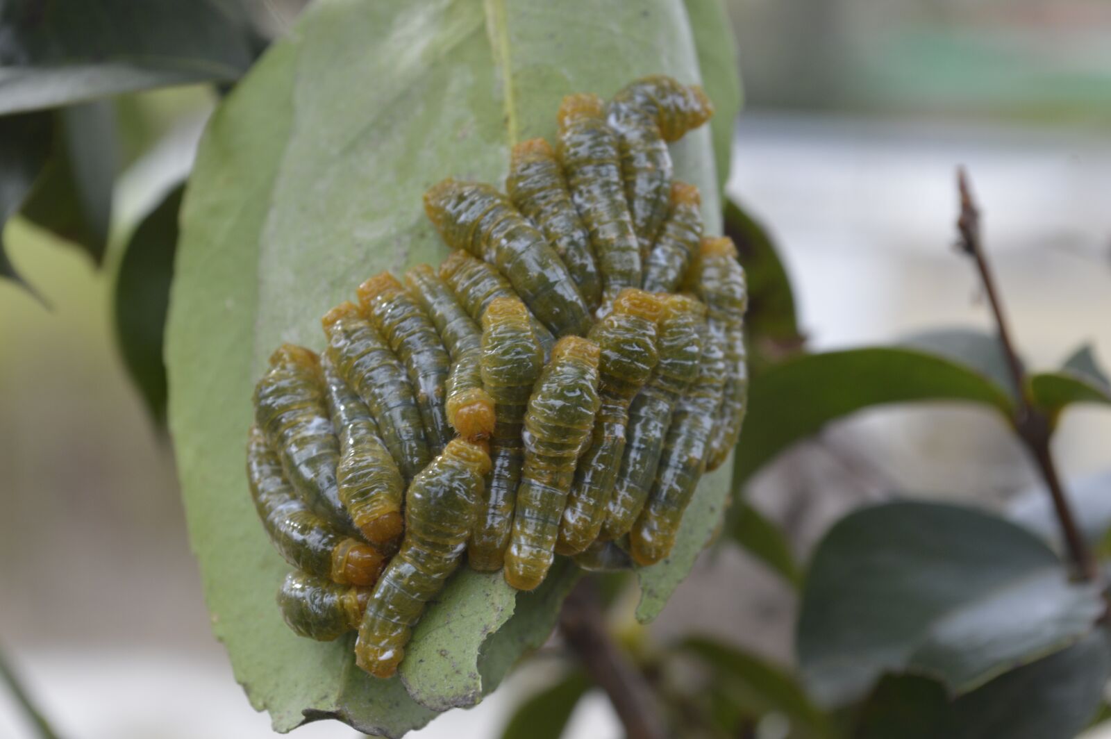 Nikon D3200 sample photo. Worm, nature, animals photography