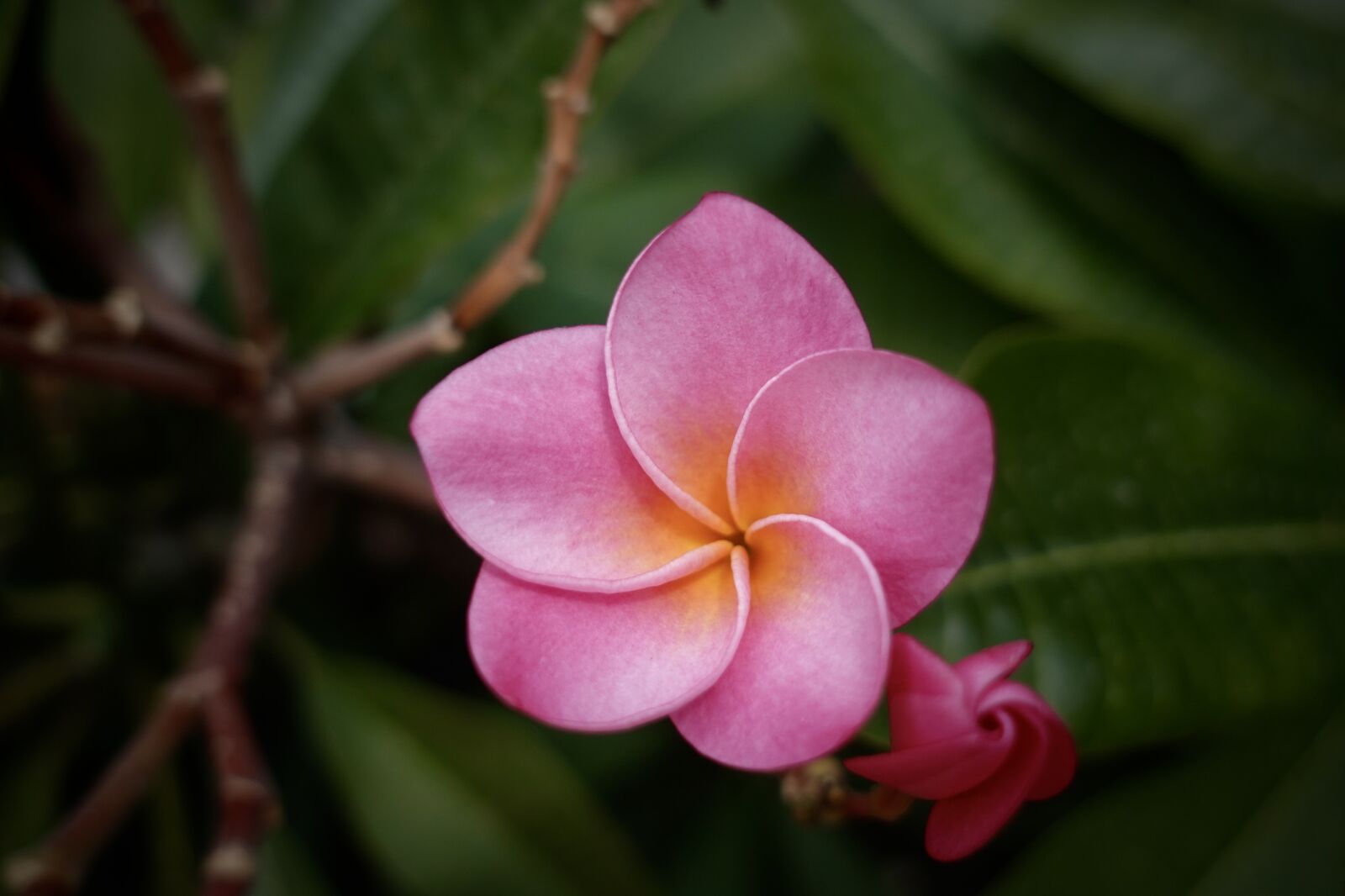 Sony DSC-RX100M5A sample photo. Pink, flowers, spring photography