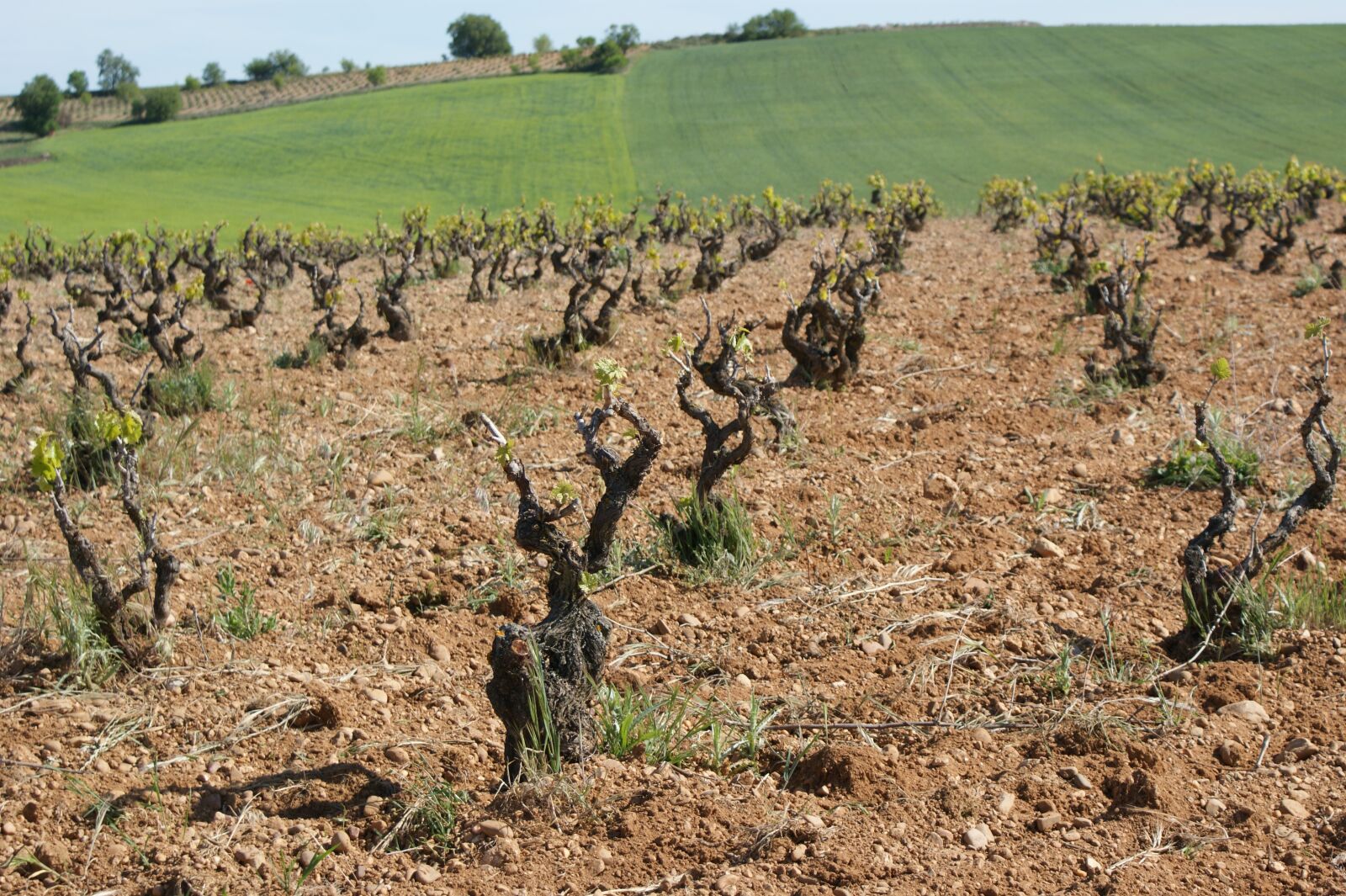 Sony Alpha DSLR-A350 sample photo. Vineyard, strain, terroir photography