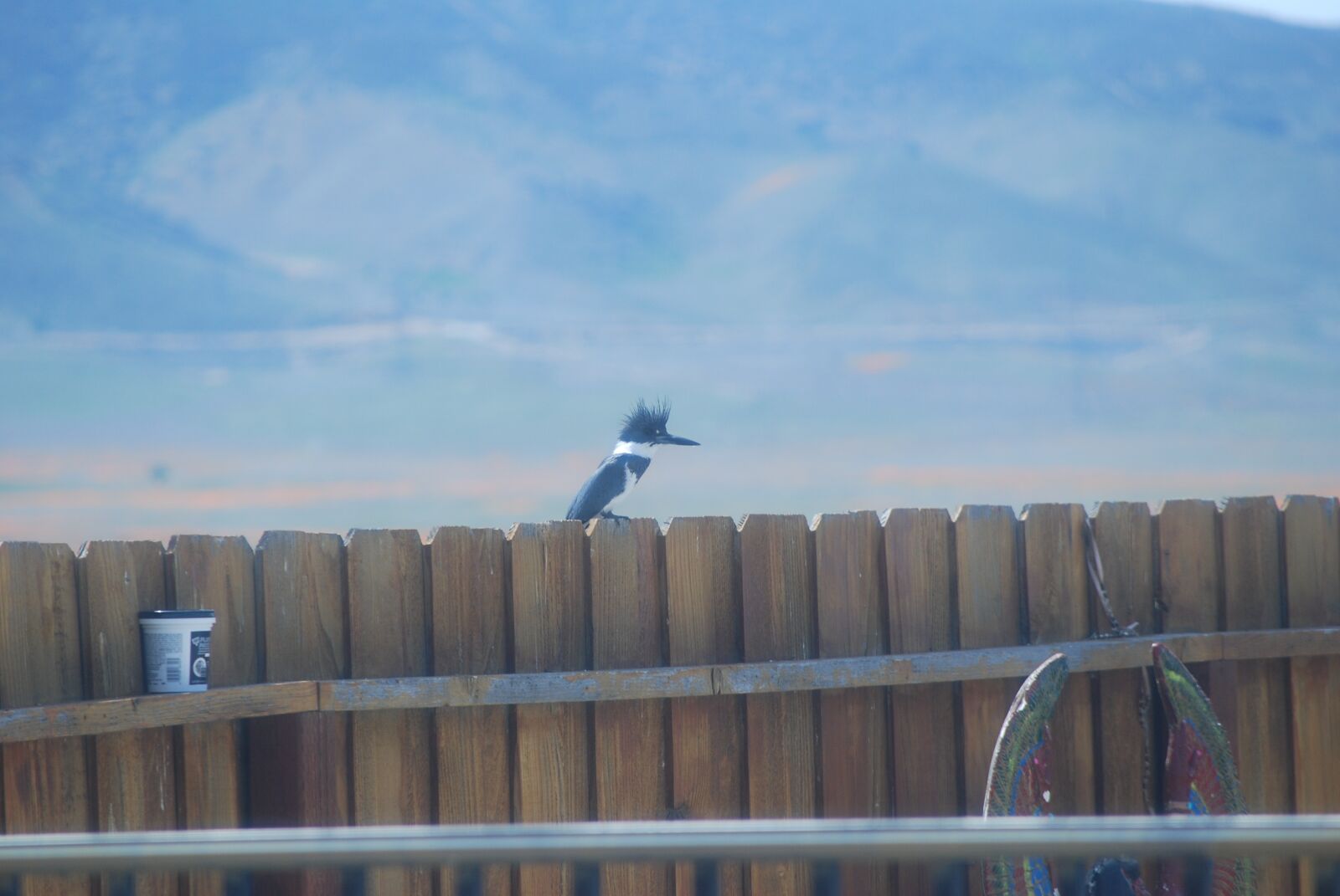 Nikon D80 sample photo. King fisher, bird, kingfisher photography