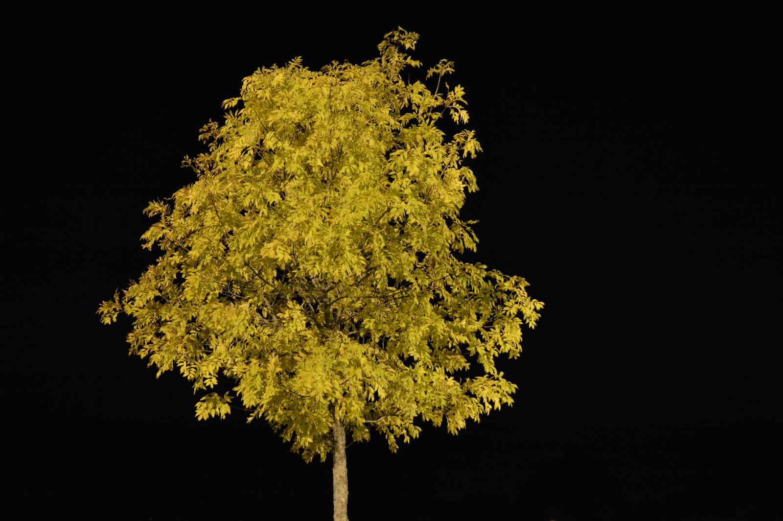 Nikon D3200 sample photo. Autumn, leaf, tree photography
