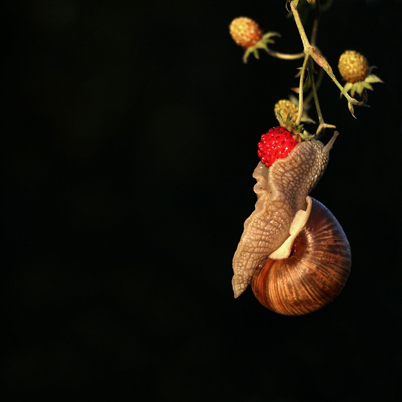 Canon EOS 600D (Rebel EOS T3i / EOS Kiss X5) sample photo. Snail, mollusc, on photography