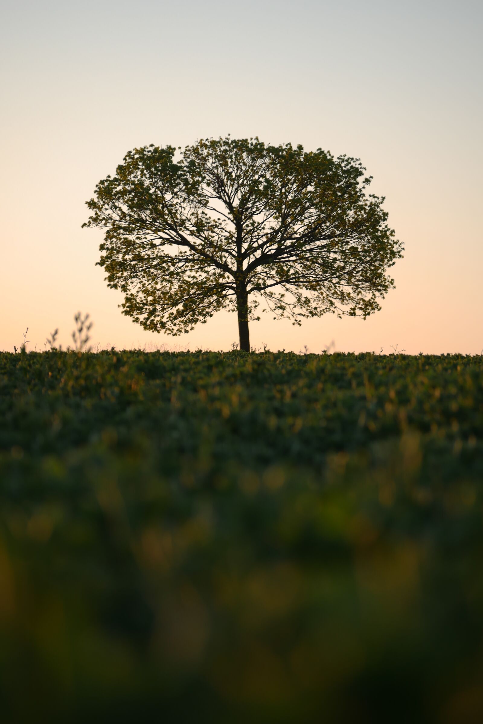 Panasonic Lumix DMC-G7 sample photo. Tree, sunrise, arable photography