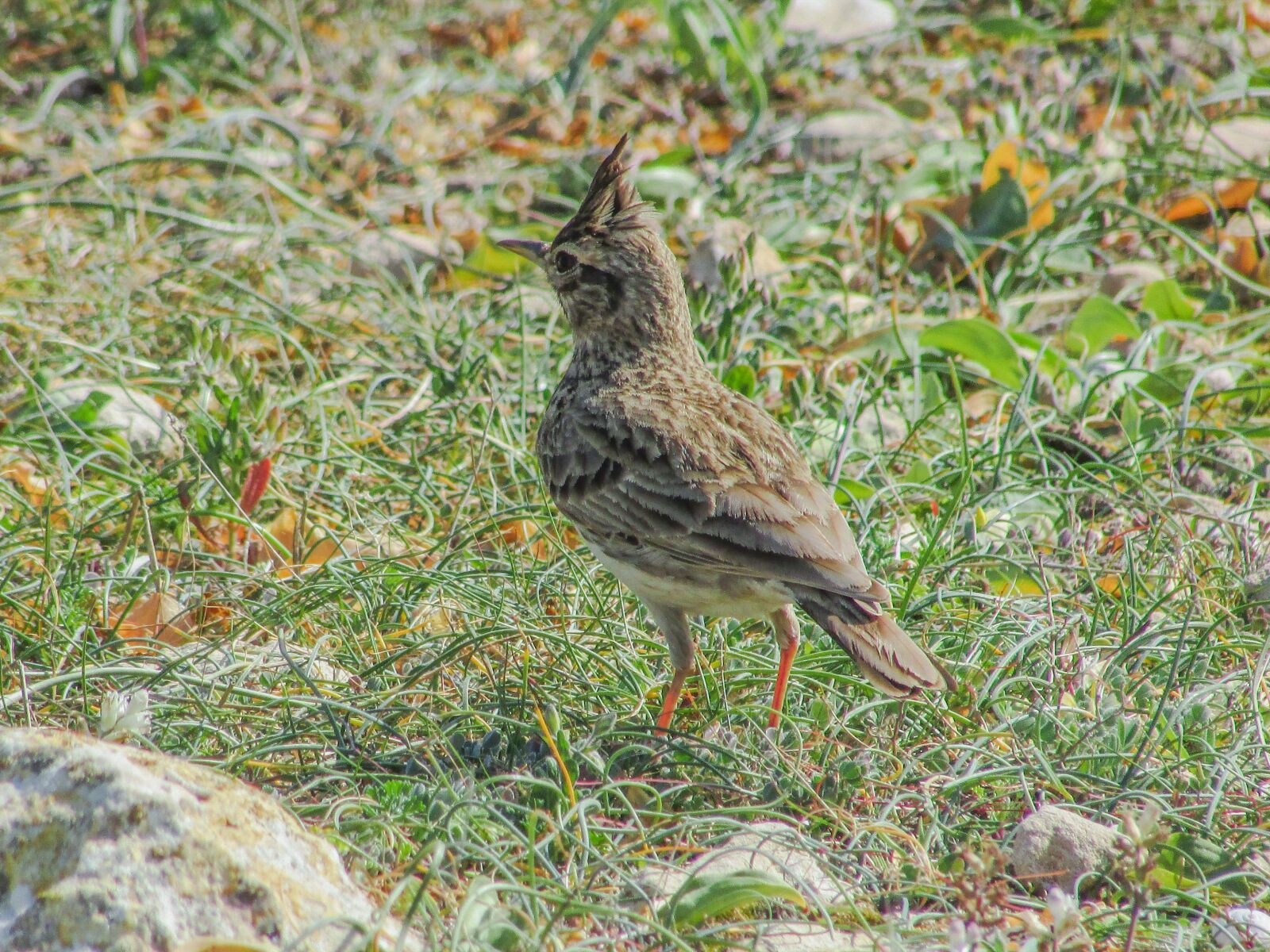 Canon PowerShot SX400 IS sample photo. Lark, bird, nature photography