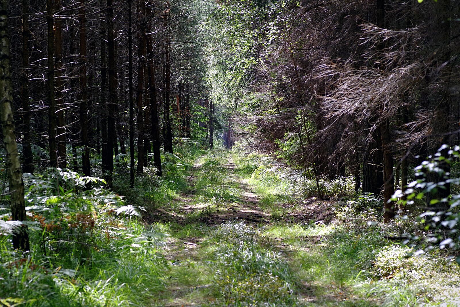 Pentax K-S2 sample photo. Forest, the path, le photography