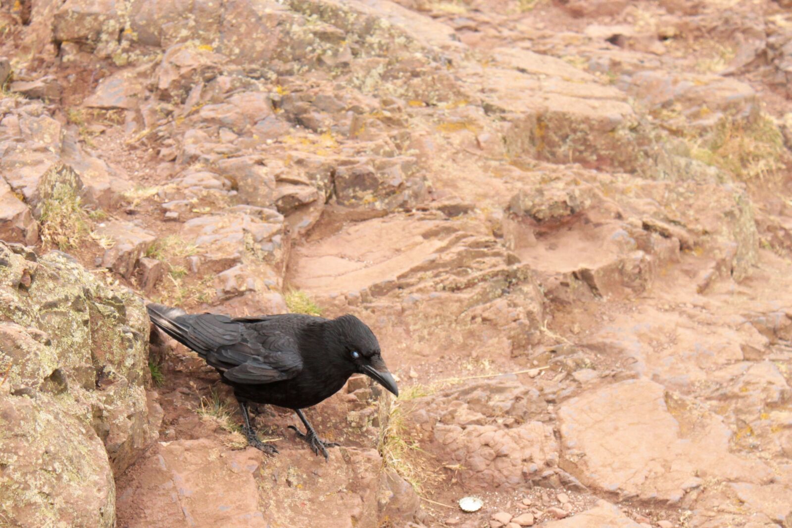 Canon EOS 500D (EOS Rebel T1i / EOS Kiss X3) sample photo. Bird, member of the photography