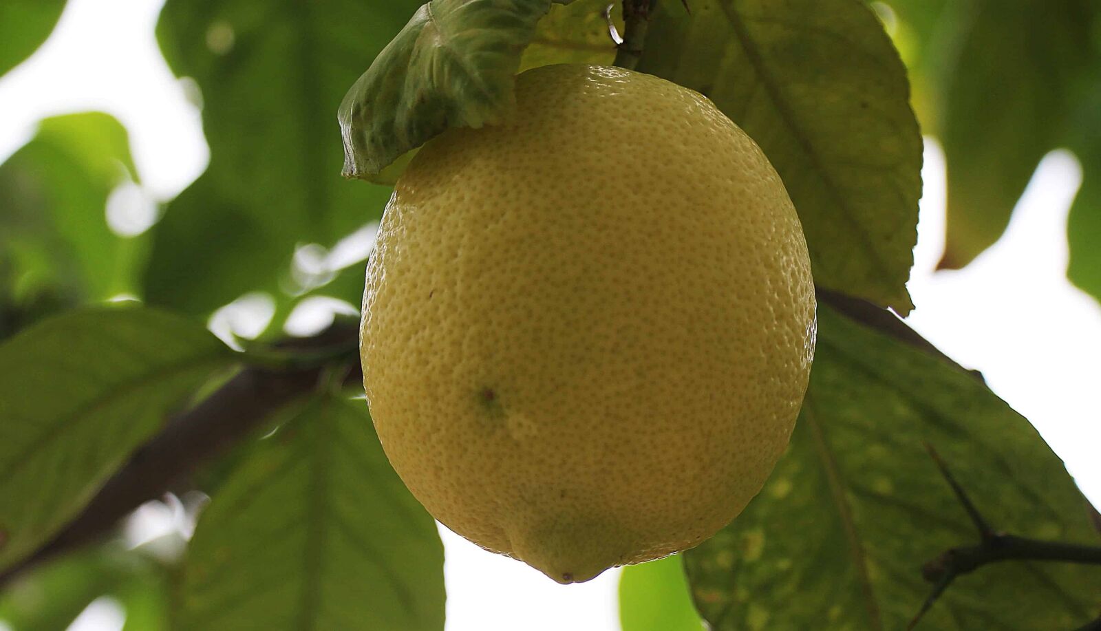 Canon EOS 550D (EOS Rebel T2i / EOS Kiss X4) sample photo. Lemon, organic, fruit, food photography