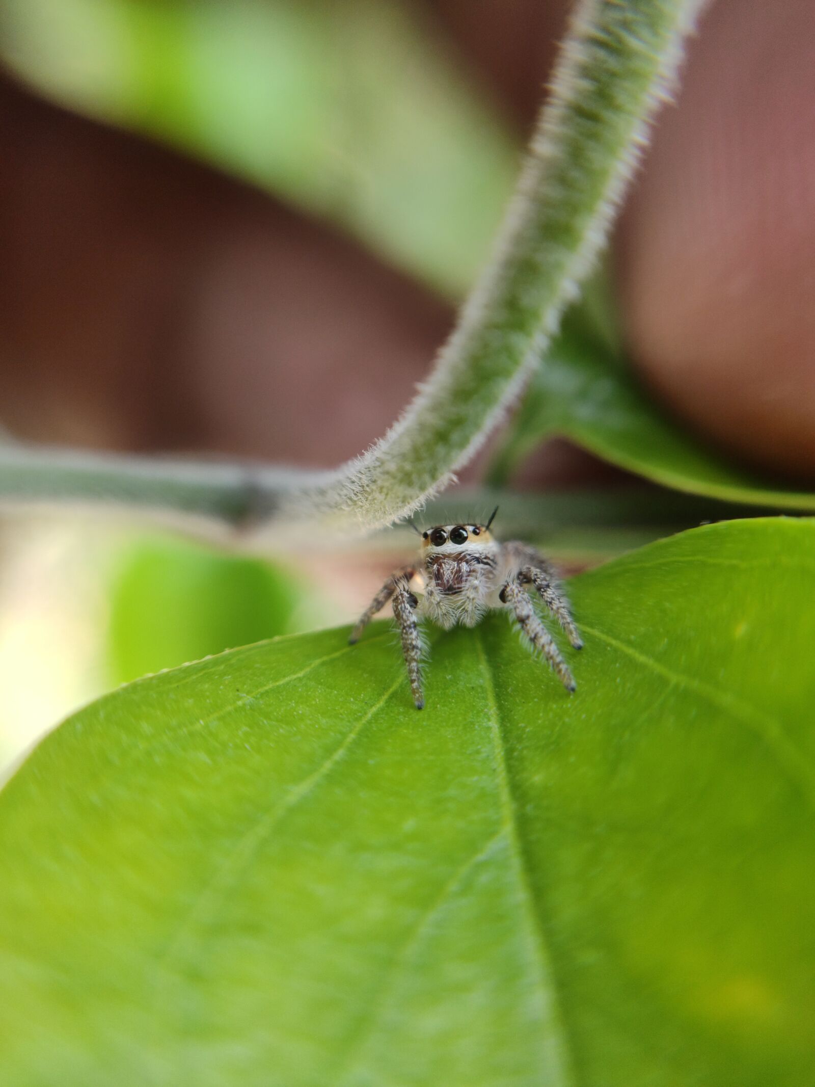 Xiaomi Redmi Note 7 Pro sample photo. Spider, summer, nature photography