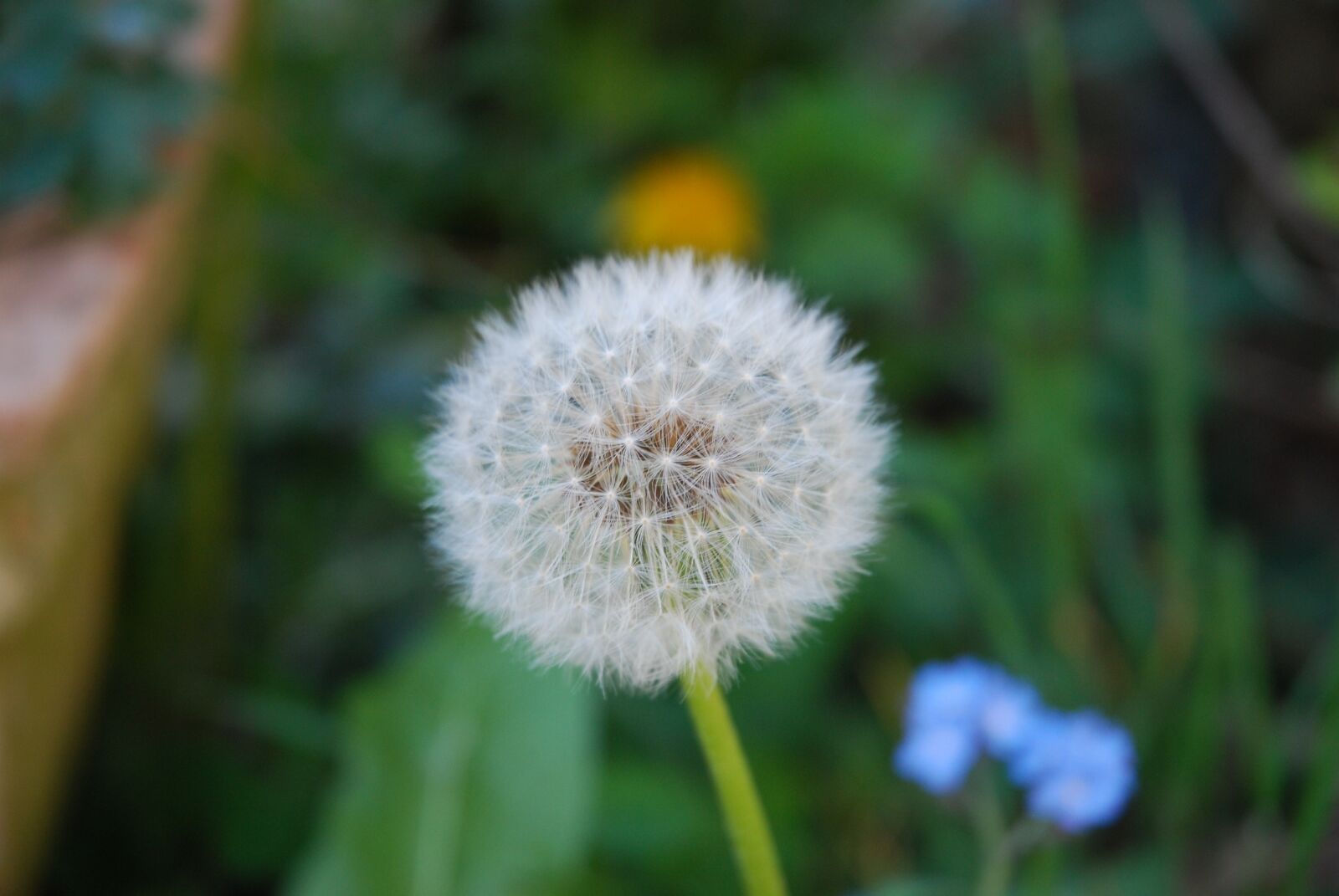 Nikon D60 sample photo. Flowers, dandelion, nature photography