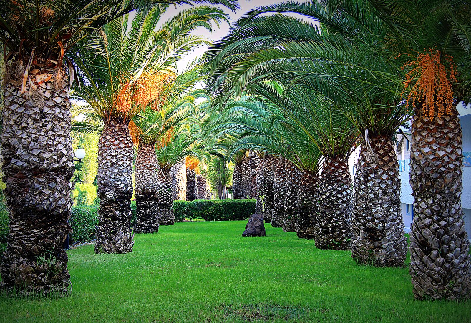 Canon EOS 50D sample photo. Palm trees, tree, summer photography