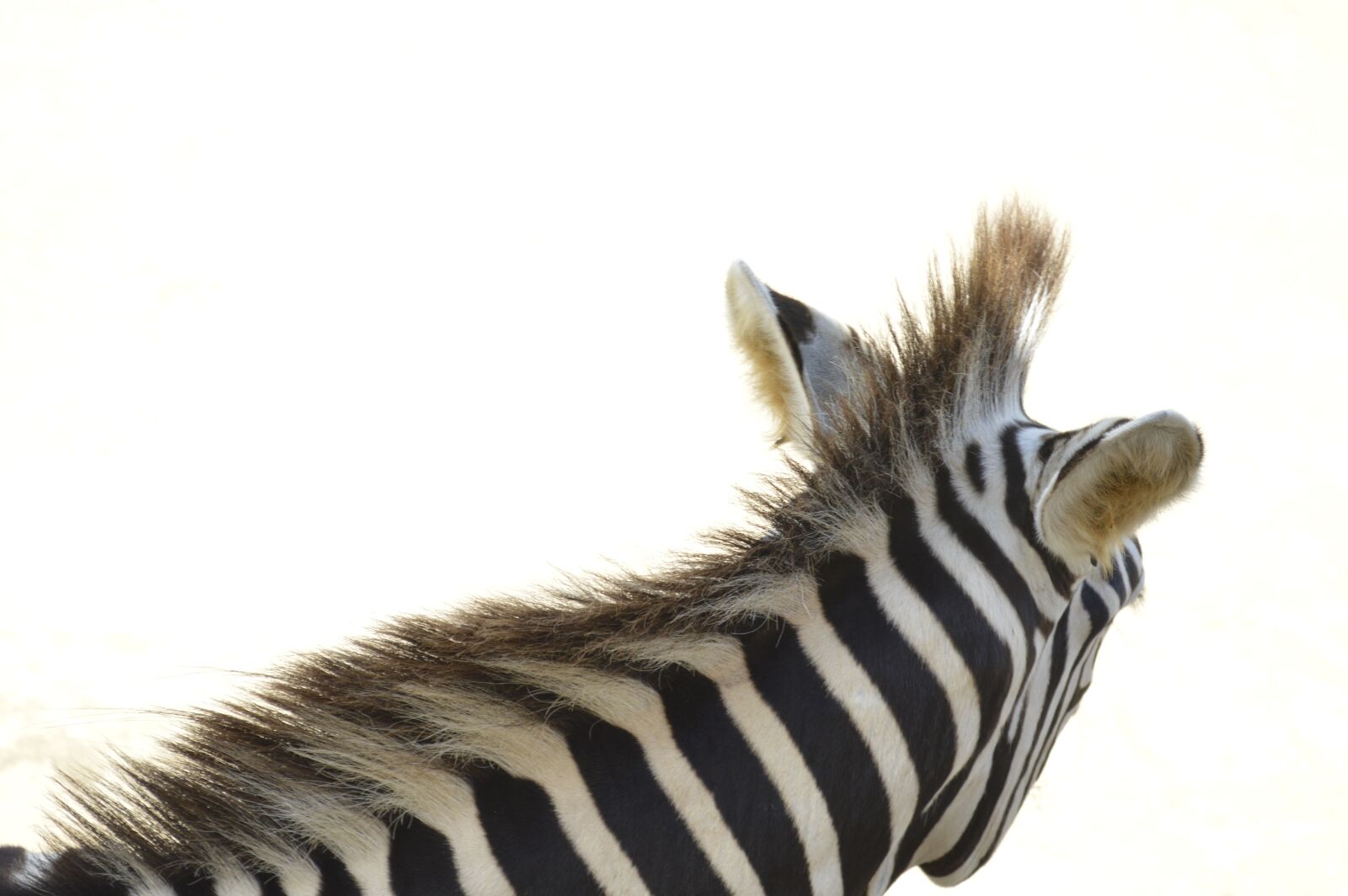 Nikon D3200 sample photo. Zebra, animal, animals photography