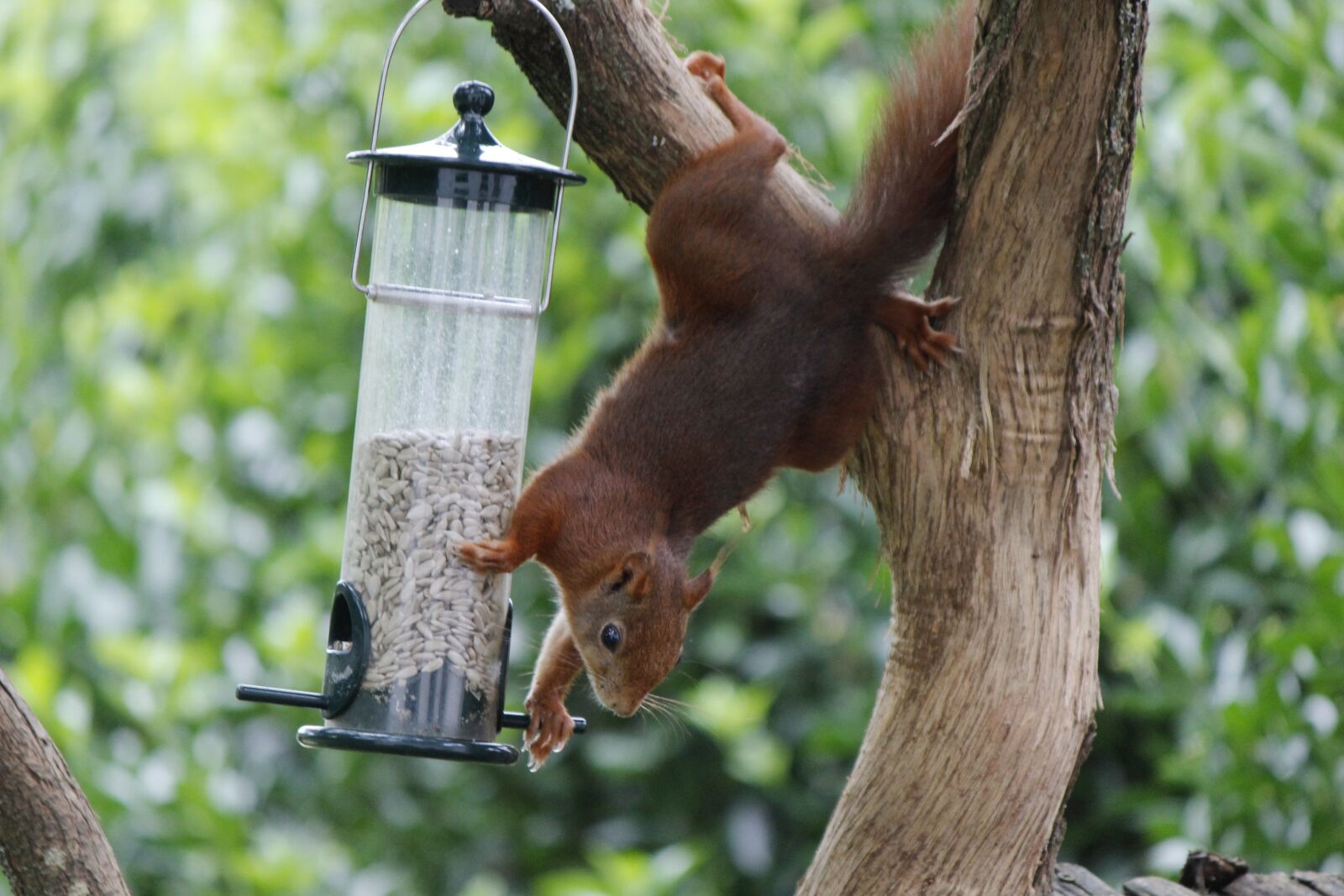 Canon EOS 600D (Rebel EOS T3i / EOS Kiss X5) sample photo. Squirrel, bird seed, sunflower photography