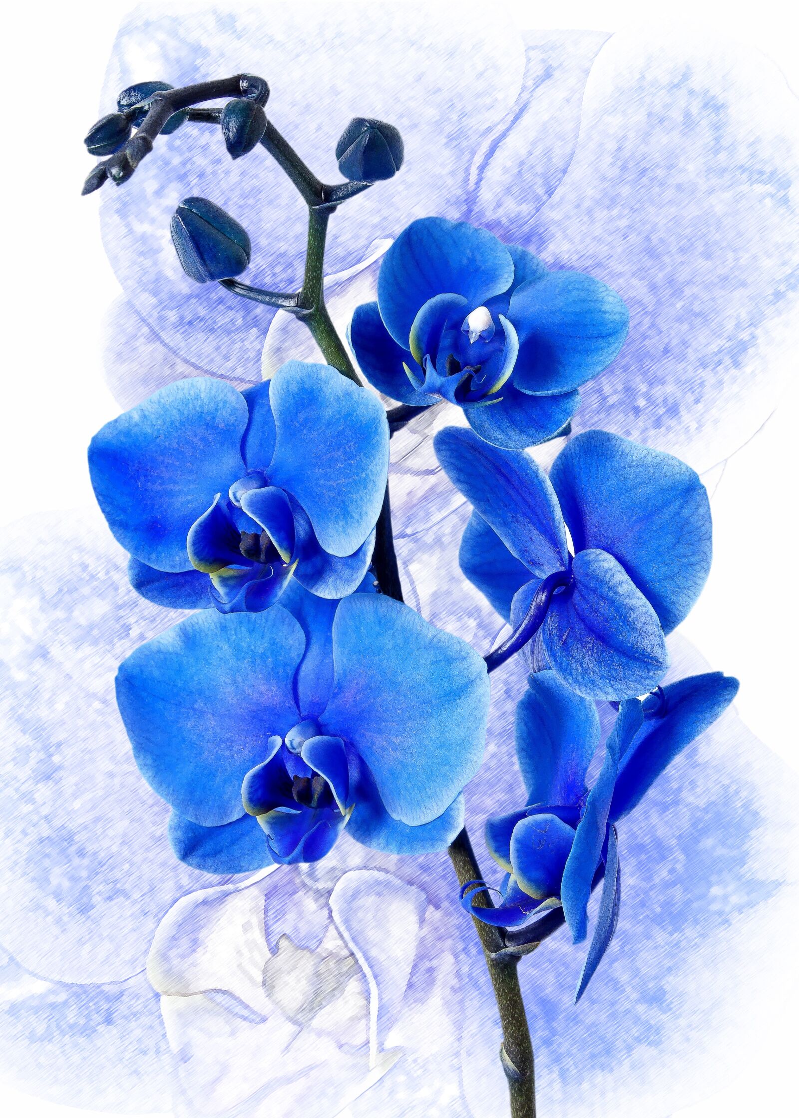 Canon EOS 50D + Canon EF 24-105mm F4L IS USM sample photo. Phalaenopsis, orchid, colored blue photography