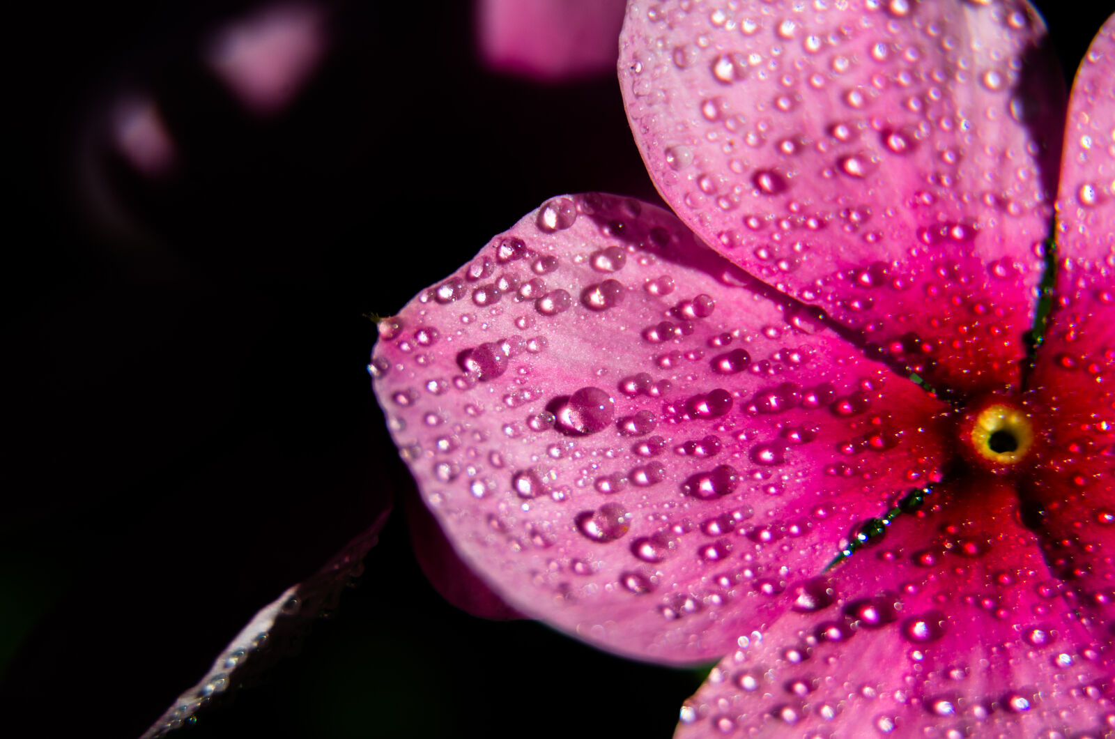 Nikon D5100 sample photo