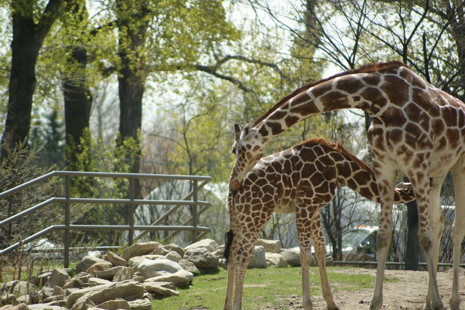 Sony Alpha DSLR-A350 sample photo. Giraffe, zoo, animal photography