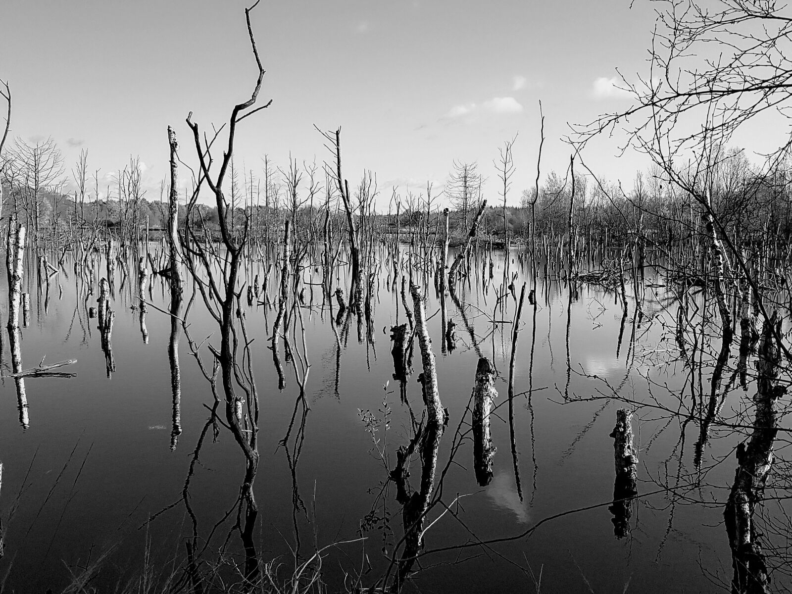 Samsung Galaxy S7 sample photo. Moor, landscape, weird photography