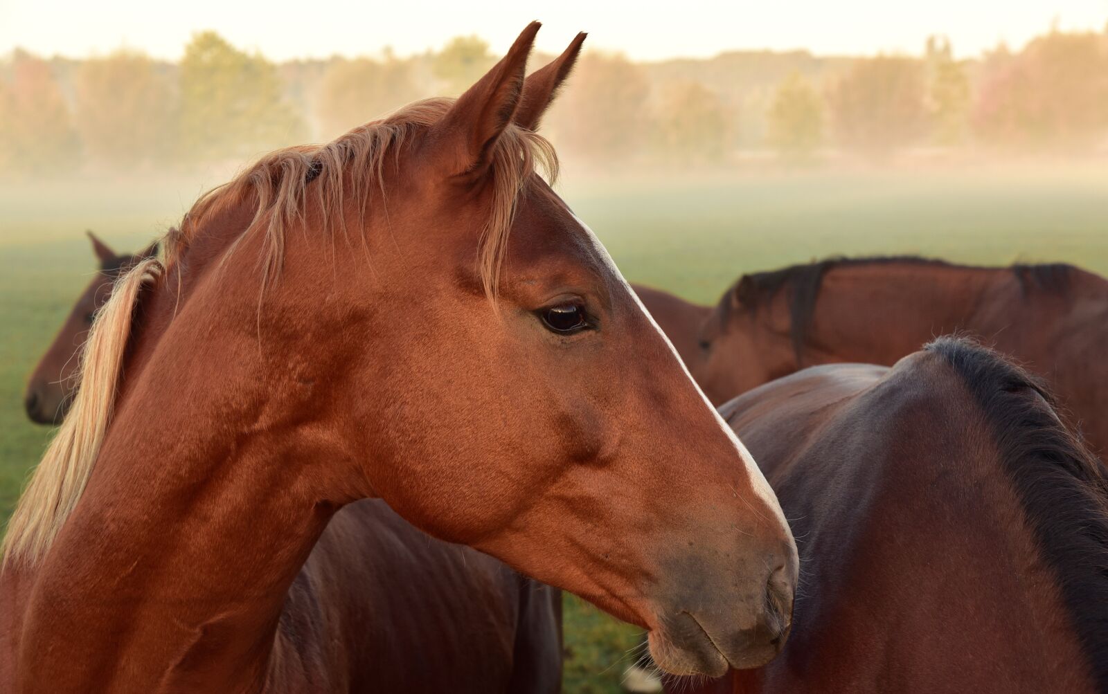 Nikon D750 sample photo. Horse, horse head, nature photography