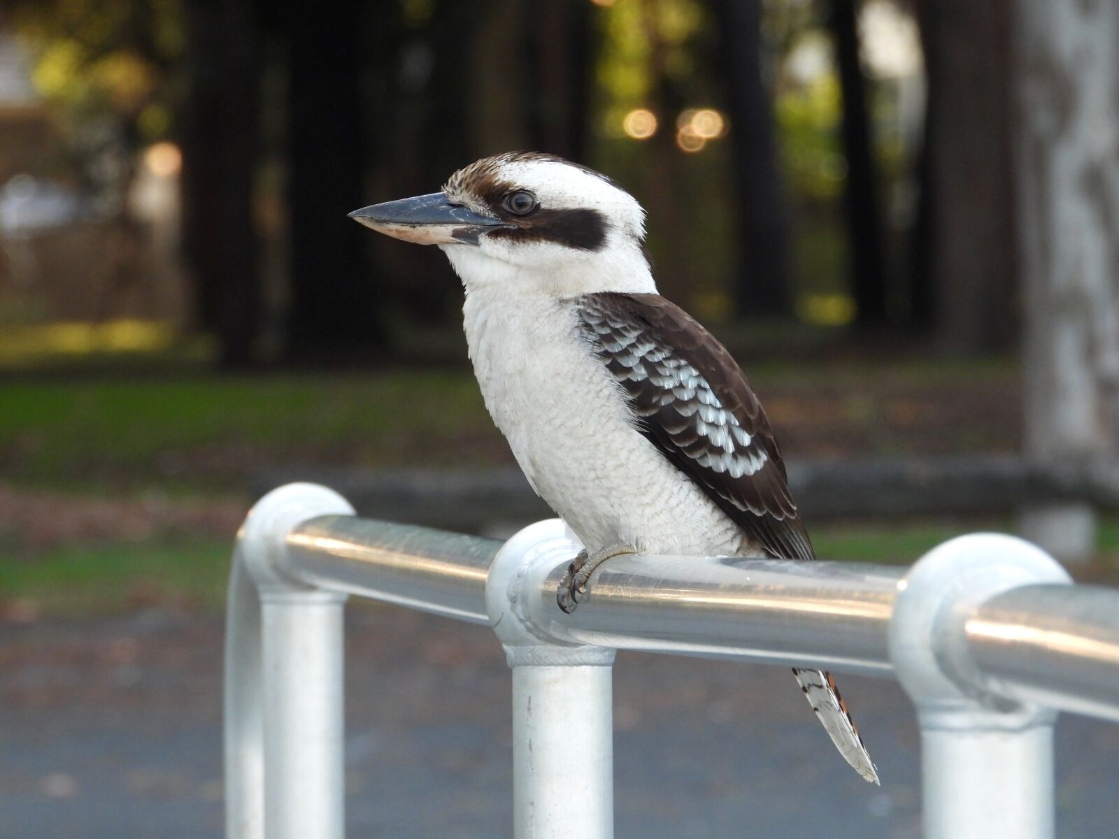 Nikon Coolpix P1000 sample photo. Bird, kookaburra, australia photography