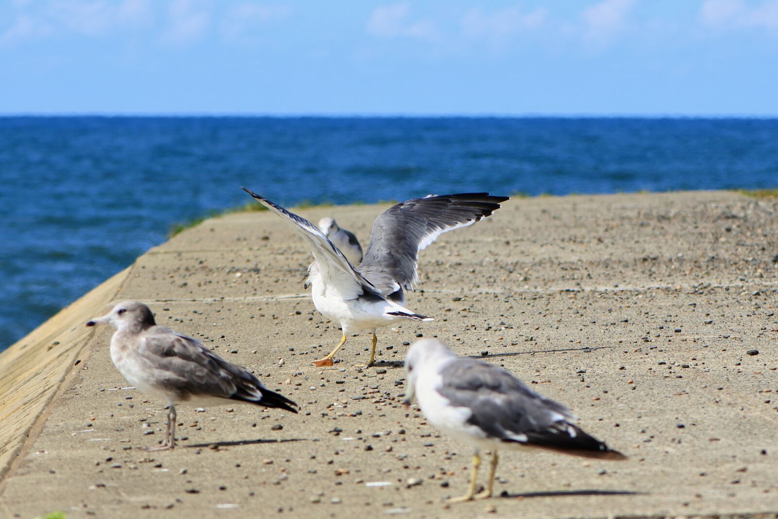VR 70-300mm f/4.5-6.3G sample photo. Animal, sea, beach photography