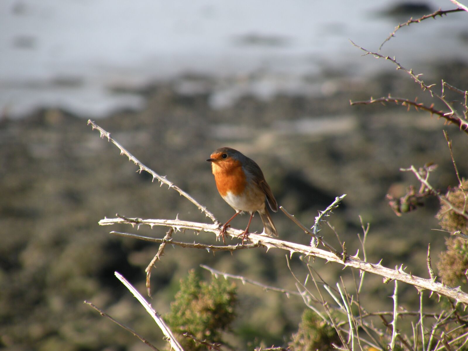 Nikon Coolpix P80 sample photo. Robin, bird, branch photography