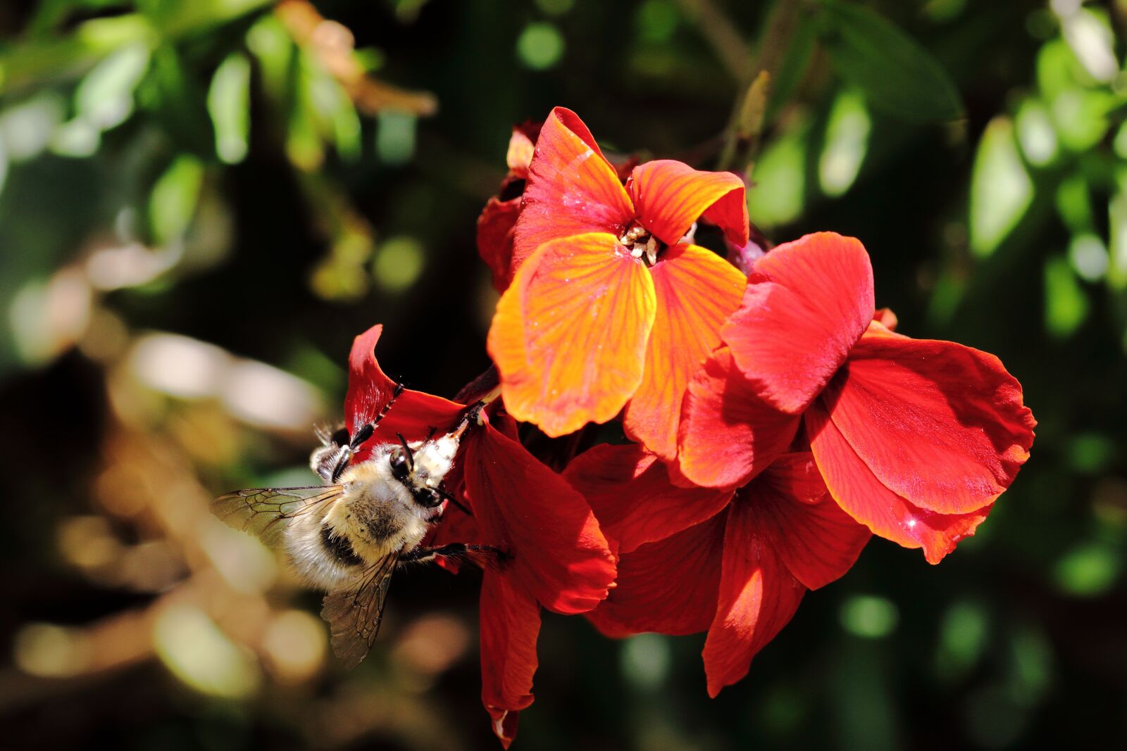 Canon EOS 60D sample photo. Flower, bee, forage photography