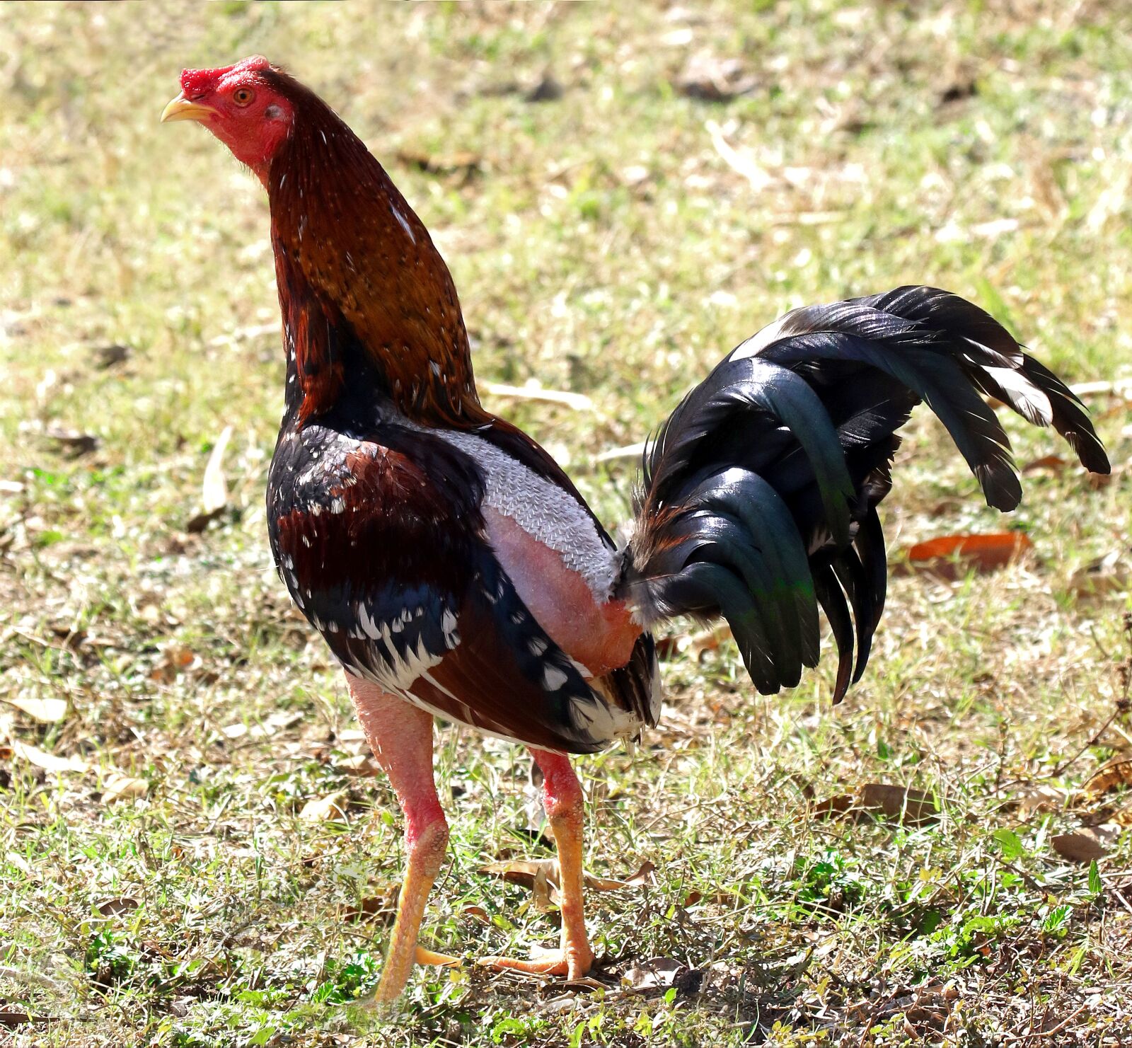 Canon EOS 7D Mark II sample photo. Cuba, rooster, chicken photography