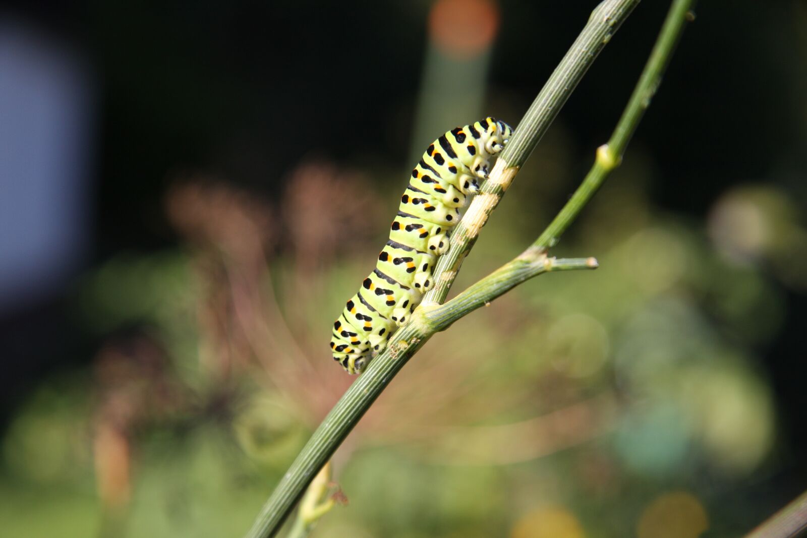 Canon EOS 40D sample photo. Caterpillar, butterfly, dovetail photography