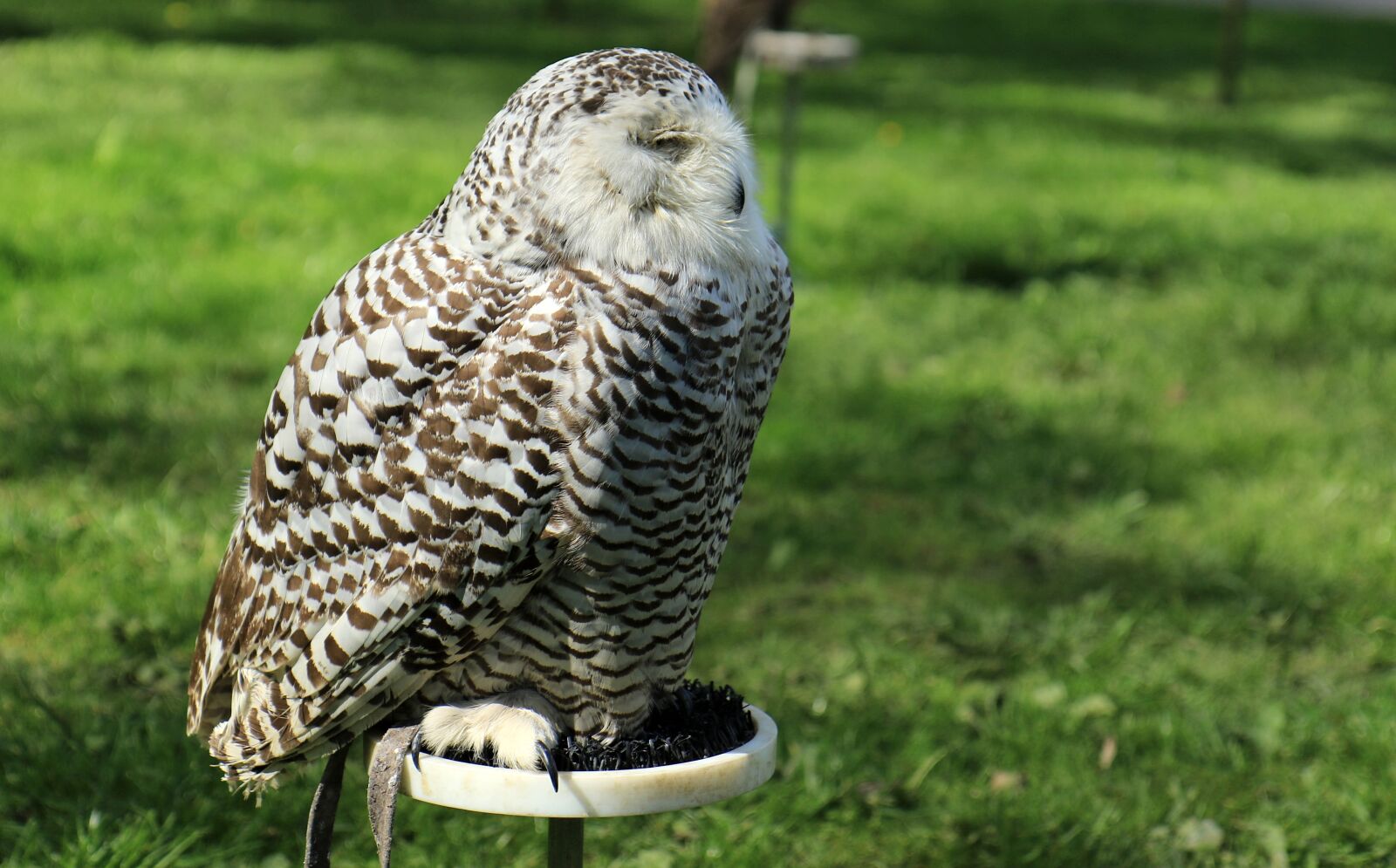 Canon EOS 7D Mark II sample photo. Sowa, bird, beak photography