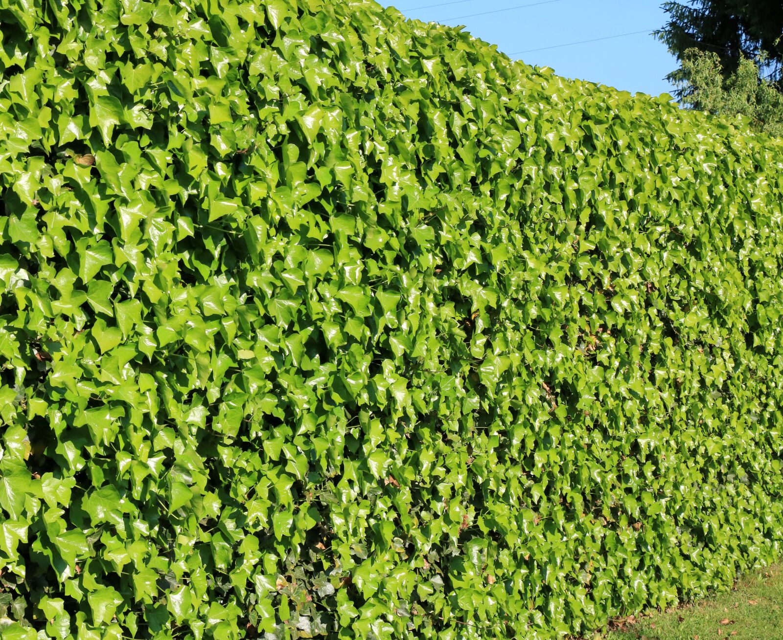 Canon EOS 750D (EOS Rebel T6i / EOS Kiss X8i) sample photo. Hague, green, vegetable photography