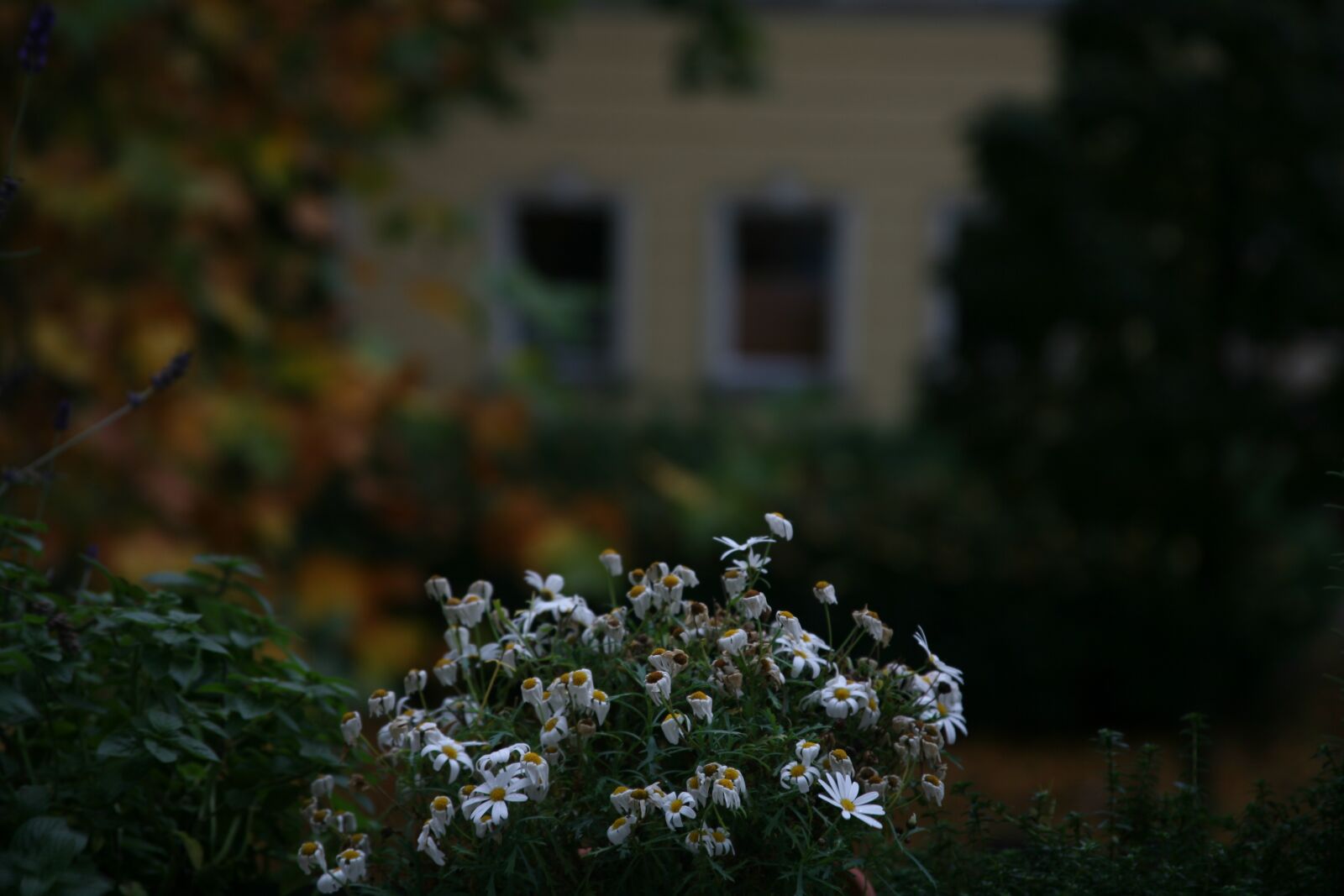 Canon EOS 5D sample photo. Balcony, flower, margarite photography