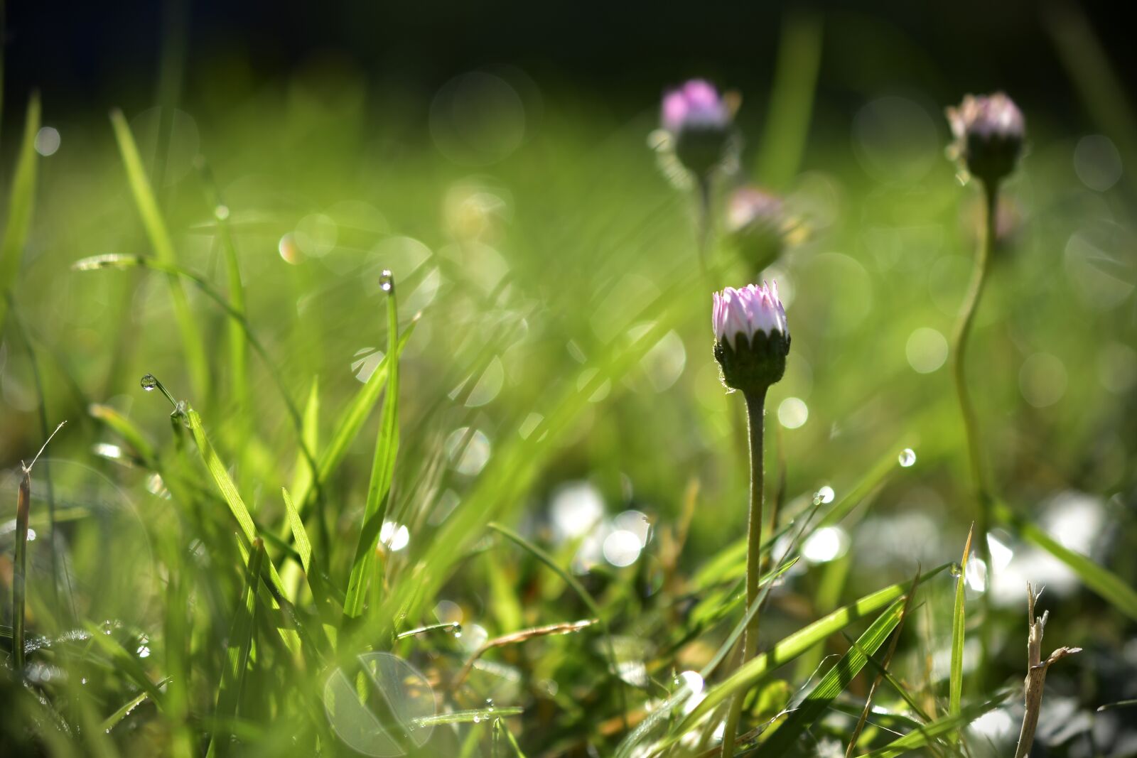 Nikon D5600 sample photo. Meadow, grass, dew photography